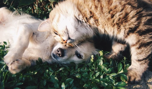 Colorado pet owner reviewing insurance costs