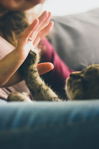 Dog owner choosing the right insurance policy in Colorado